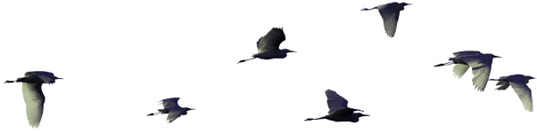 Oiseaux