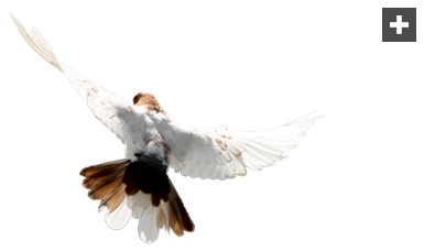 Overlay Oiseau Air