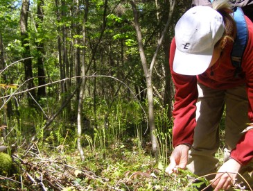 Analyse environnement